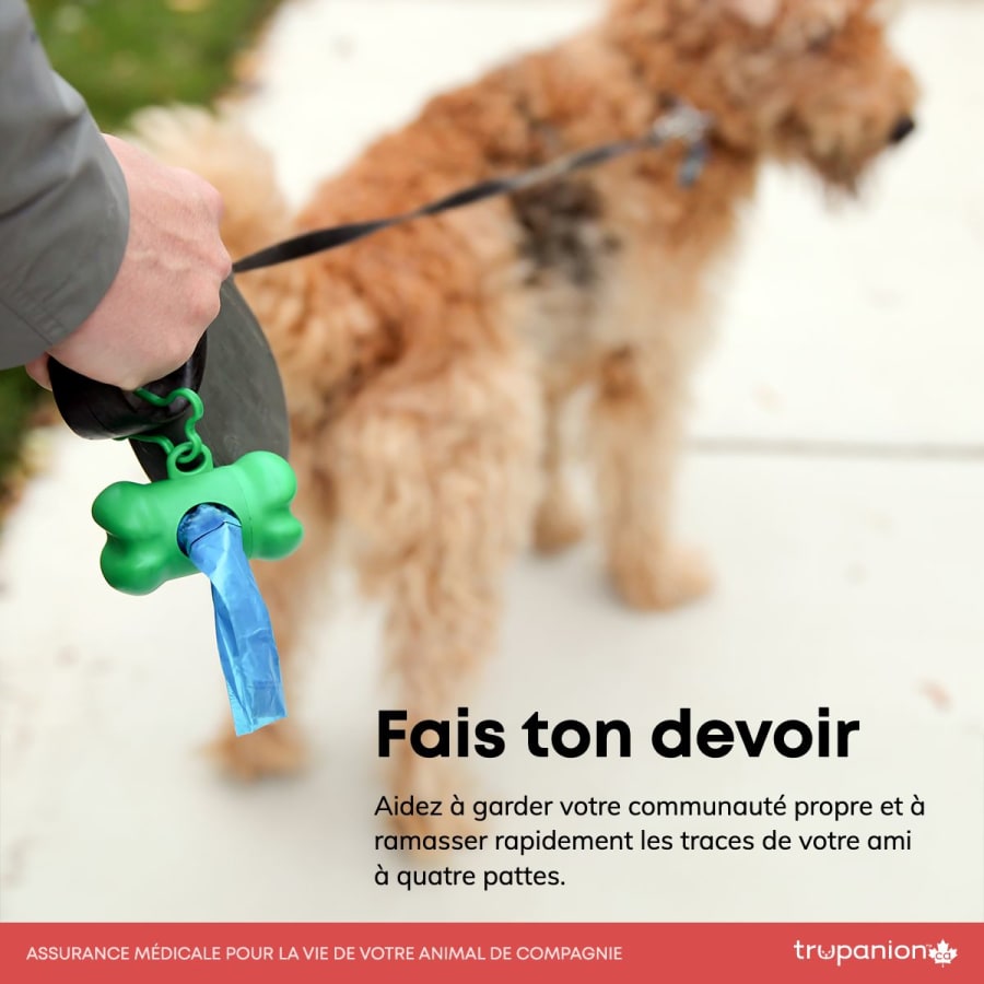 fais ton devoir