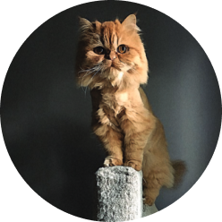 orange shaved cat