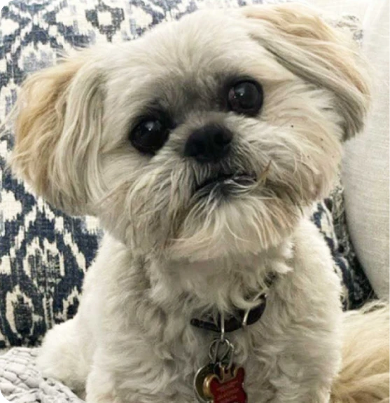 Shih Tzu regardant curieusement