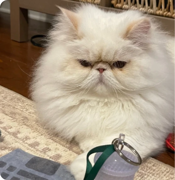 chat persan blanc sur le sol avec une bouteille d’eau portable