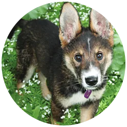 Kujo