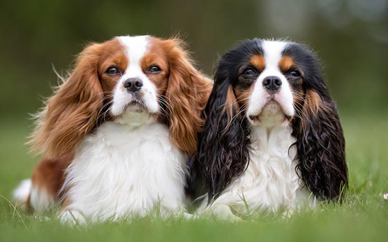 cards Apprendre à connaître le Cavalier King Charles Spaniel
