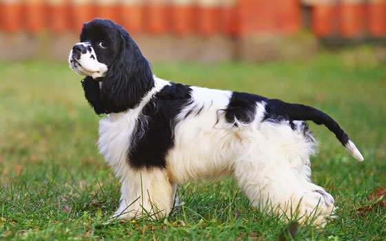 cards Guide de race Cocker Spaniel