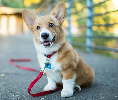 Un chien avec une laisse rouge regarde mélancoliquement au loin