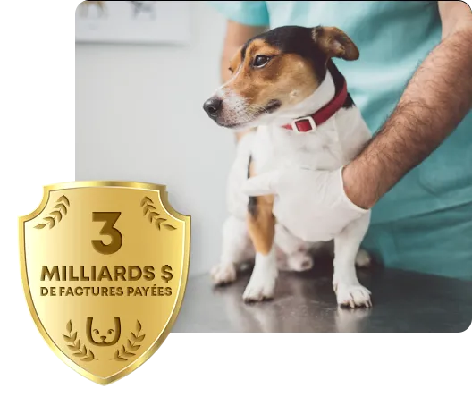 A vet with a dog