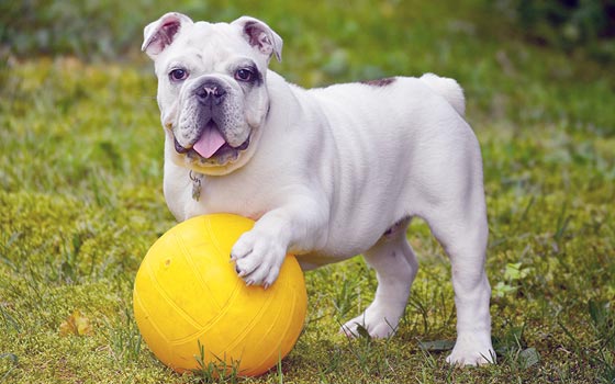 cards Apprendre à connaître le bouledogue anglais