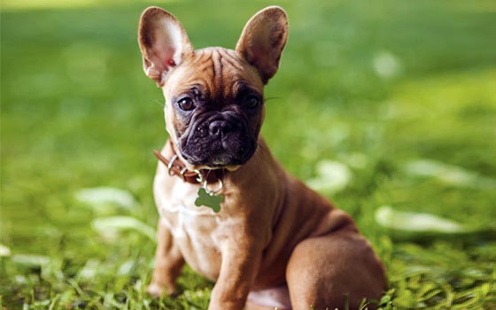 French Bulldog with perky ears and a bone collar tag sitting on green grass.