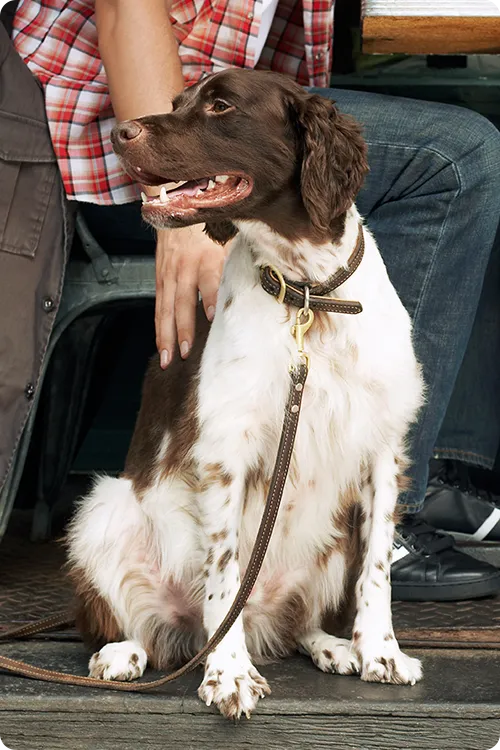 a drentsche patrijshond sitting on floor next to owner at an outdoor restaurant