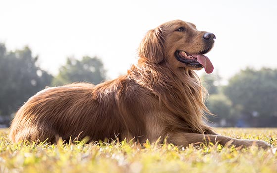 cards A Guide to the Golden Retriever