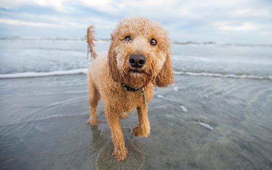 cards Un guide du Goldendoodle