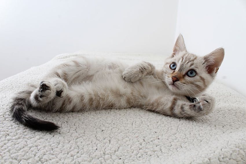 Un chaton gris et blanc couché sur le côté