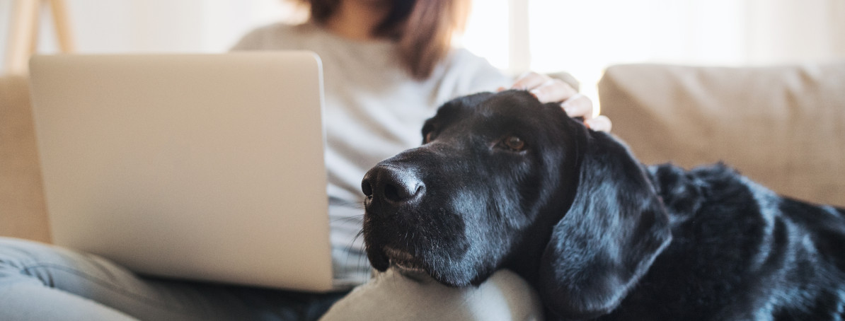 black labrador on owners knee getting patted next to a laptop
