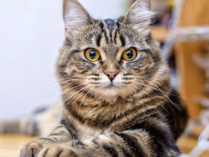 Chat tigré protégé par une assurance chat allongé sur un plancher en bois.