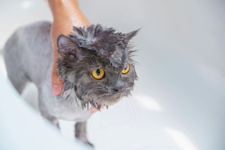 Un chaton gris qui se baigne