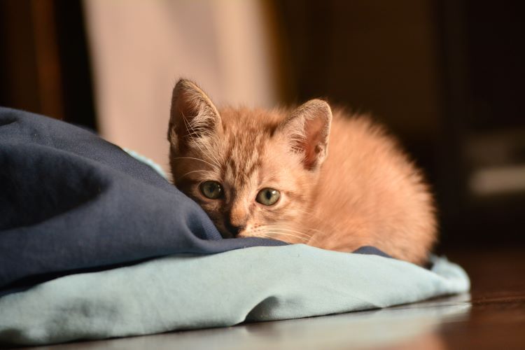 kitten-blanket-floor