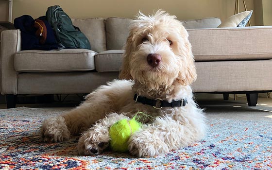 cards Un guide du Labradoodle