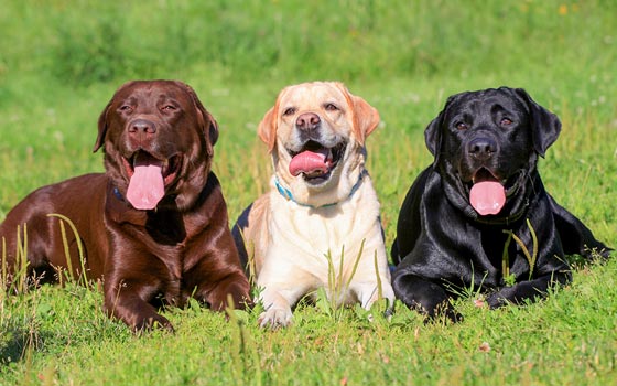 Three labrador retrievers showing the three different colors of the dog breed.