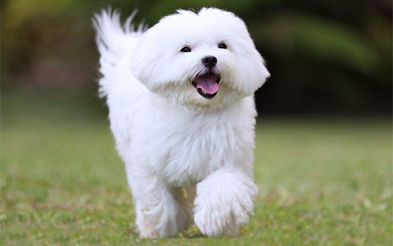 cards Rencontrez le maltais : un guide de race de chien