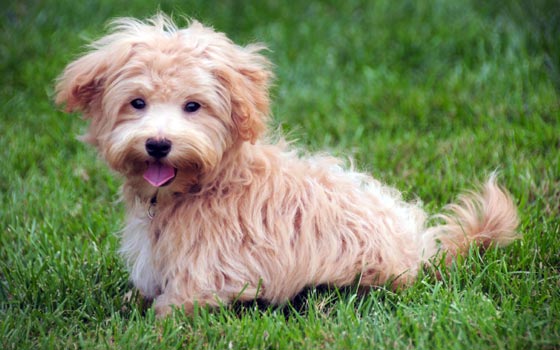 cards Rencontrez le Maltipoo : faits amusants, histoire et conseils de soins