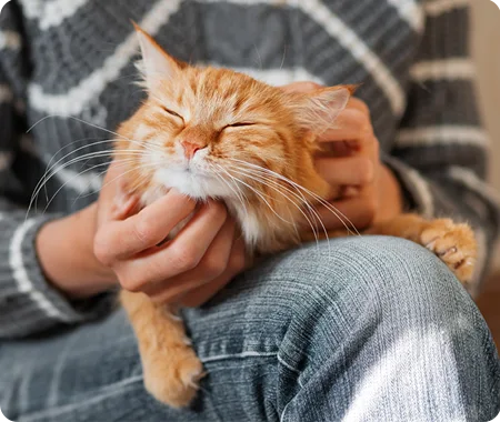 Un chat orange sur les genoux de quelqu’un