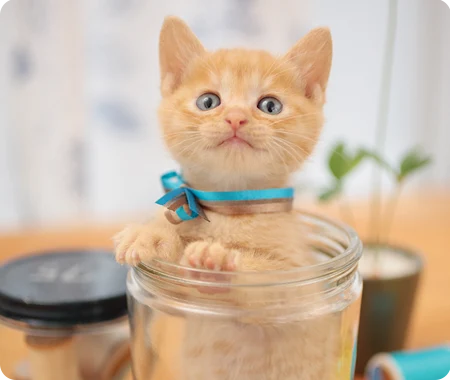 Chaton orange dans un bocal