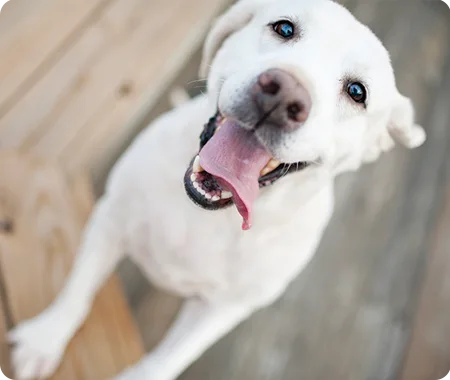 Un chien avec sa langue qui traîne
