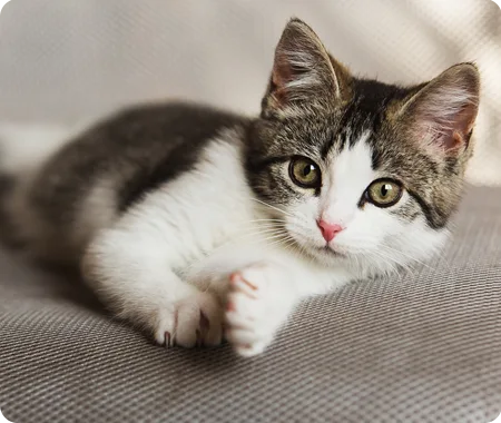 Un chaton