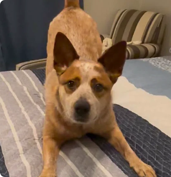 A tawny dog with pointy ears