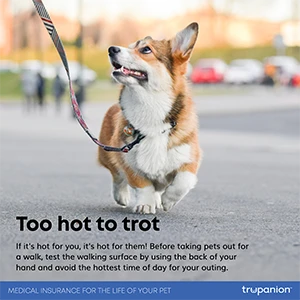 Too hot to trot