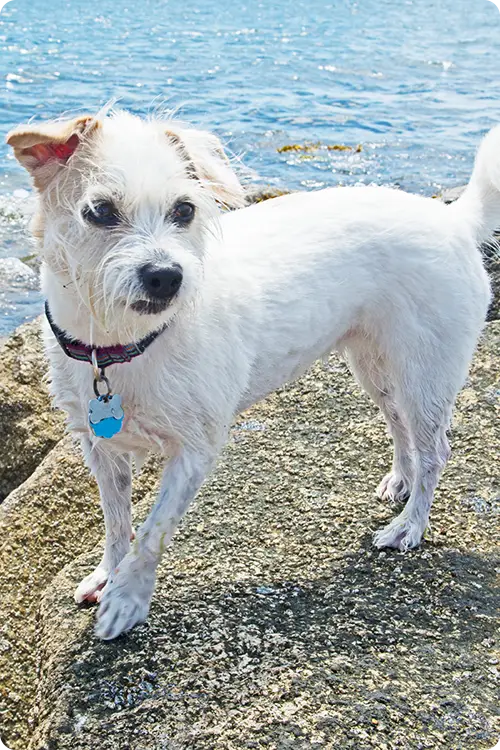 A white dog