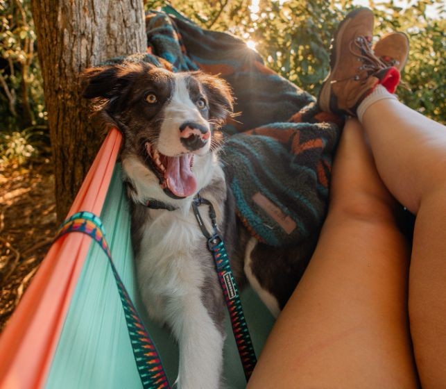 A dog in a hammock