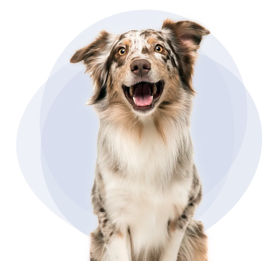 Joyeux chien de berger australien multicolore tourné vers l’avant pour en savoir plus sur les réclamations d’assurance pour animaux de compagnie.