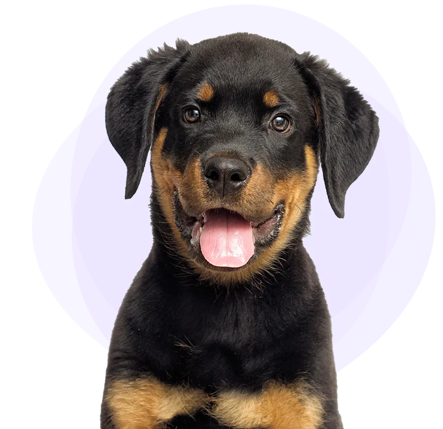 Un chiot noir et brun