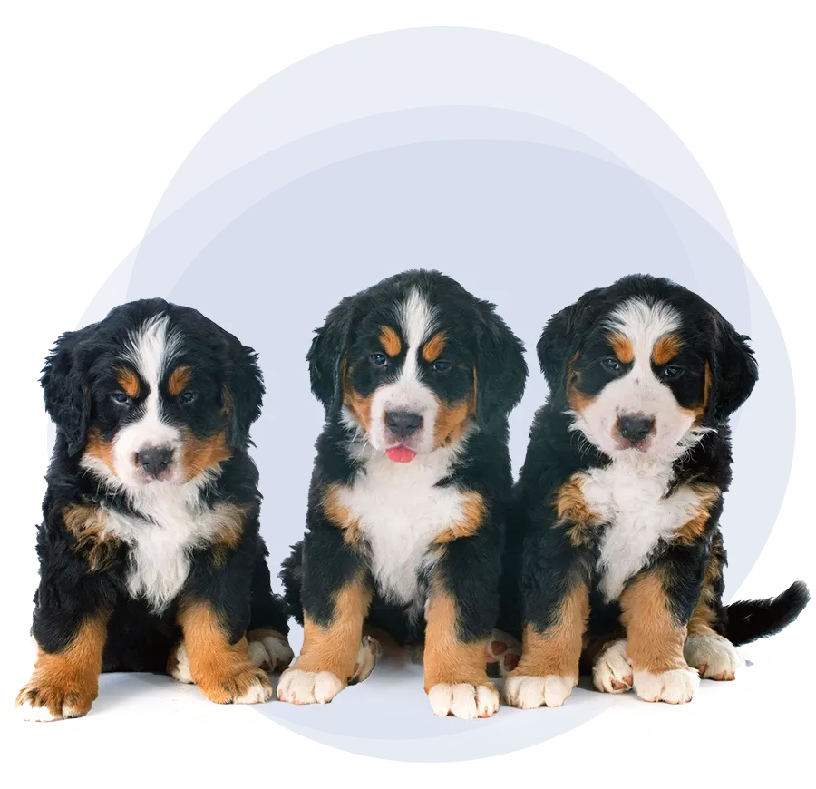 hero-breeder-canada-900-webp