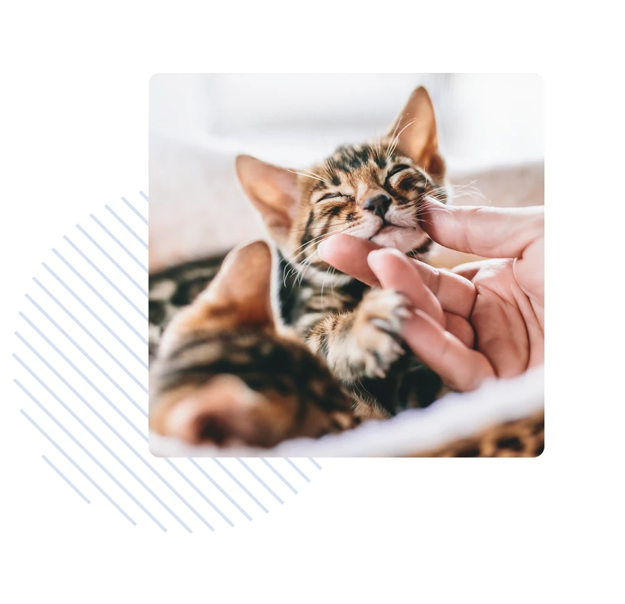 héros-éleveur-partenaire-chaton