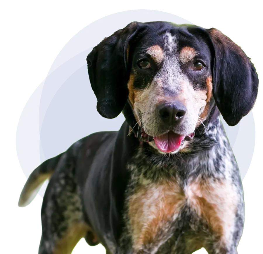 Coonhound dog
