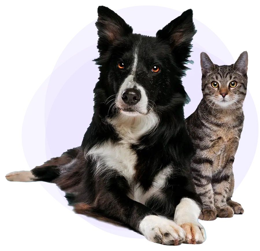 Un chien noir et blanc et un chat gris vous regardant
