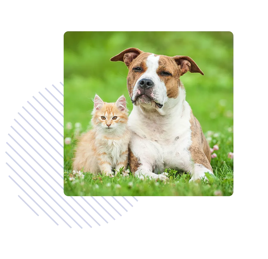 Un chat et un chien sont assis l’un à côté de l’autre dans l’herbe