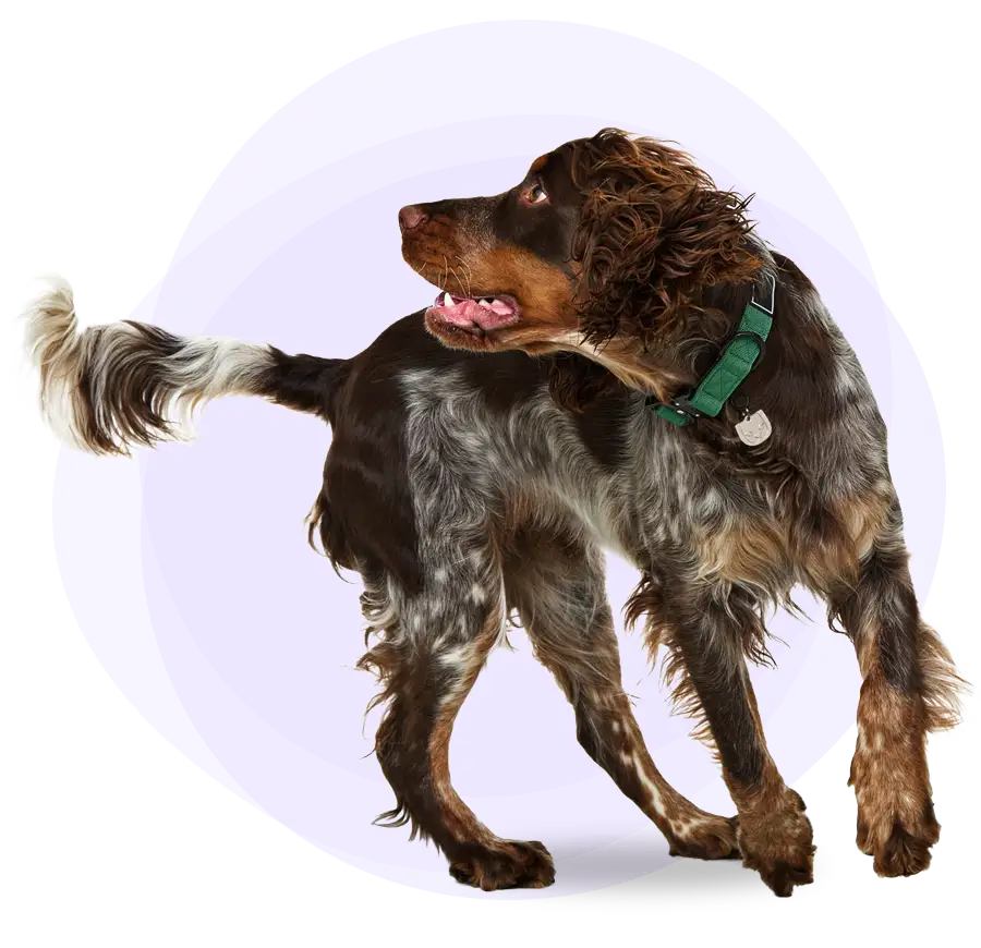 Un chien regardant par-dessus son épaule