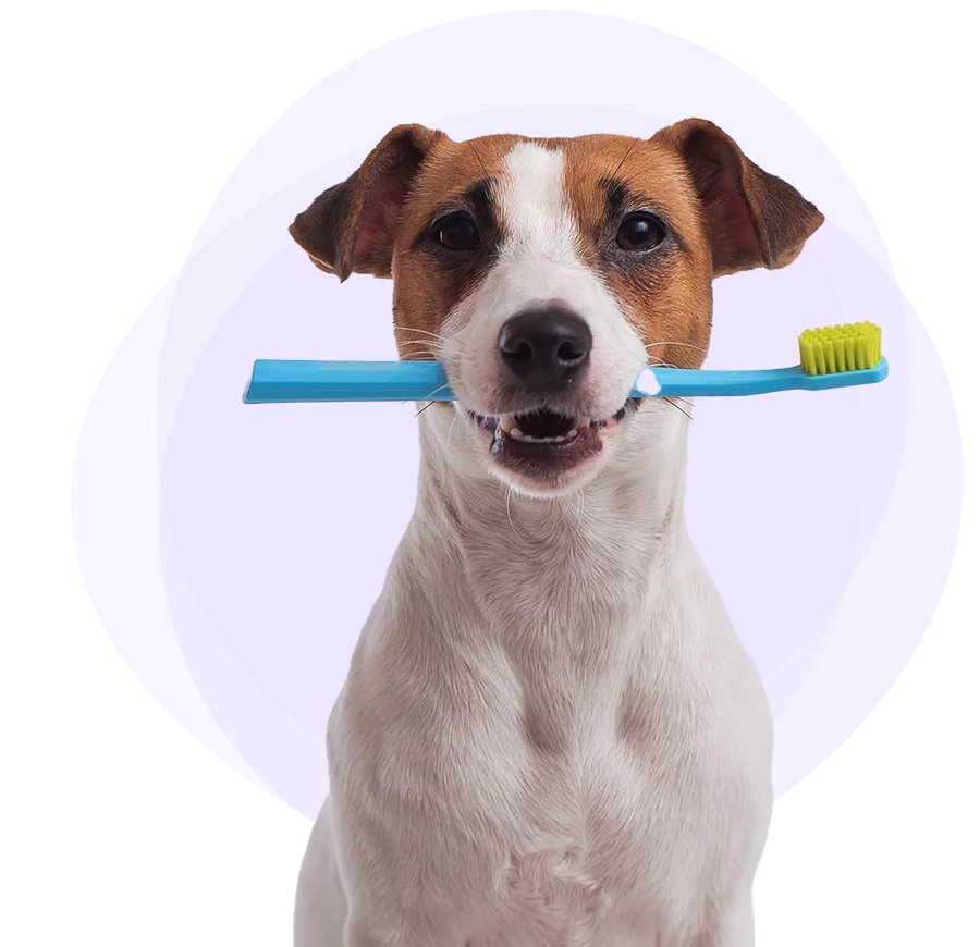 Un chien tenant une brosse à dents dans sa bouche