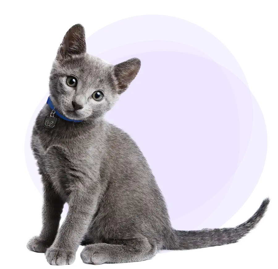 Un chaton gris