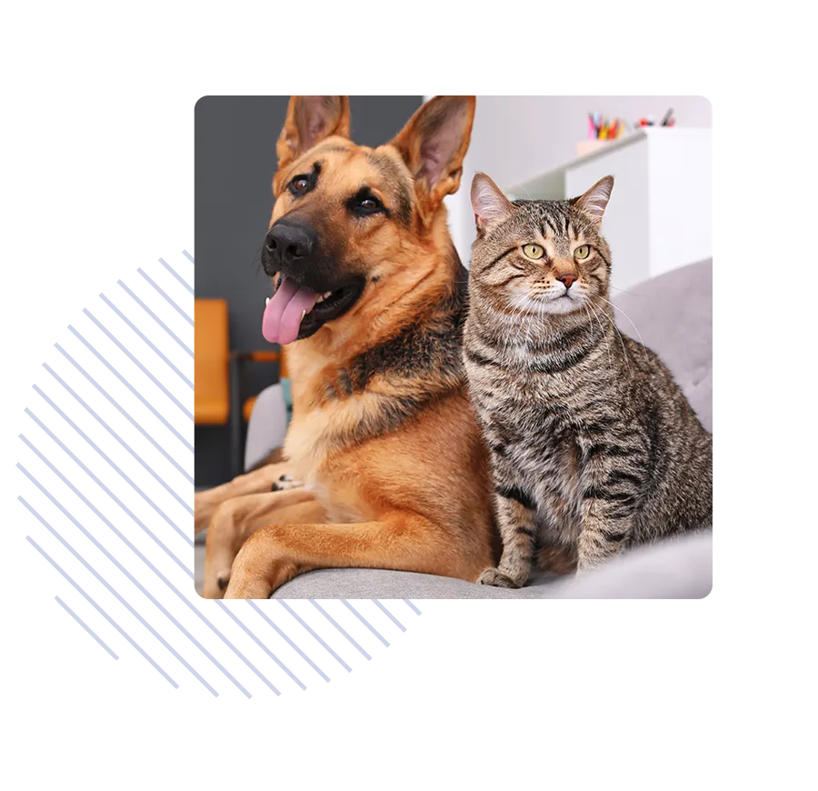 Un chien et un chat sont assis l’un à côté de l’autre sur un lit