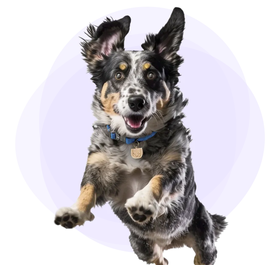 canada-s-1-pet-insurance-pets-deserve-trupanion