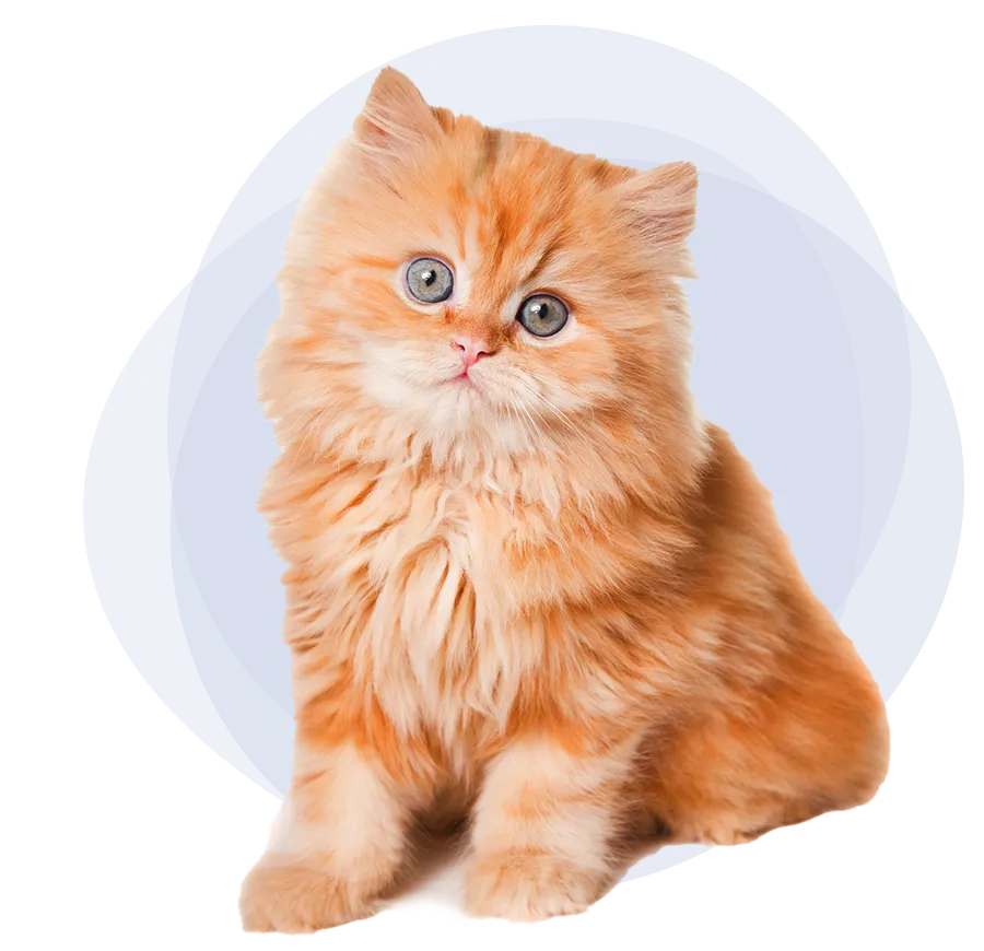Chaton orange