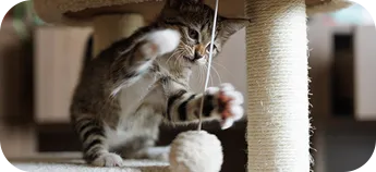 A kitten playing with a dangling toy