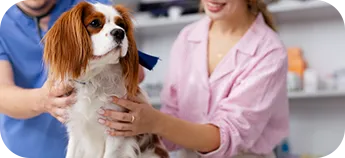 A dog at the vet