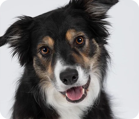 A black and white dog