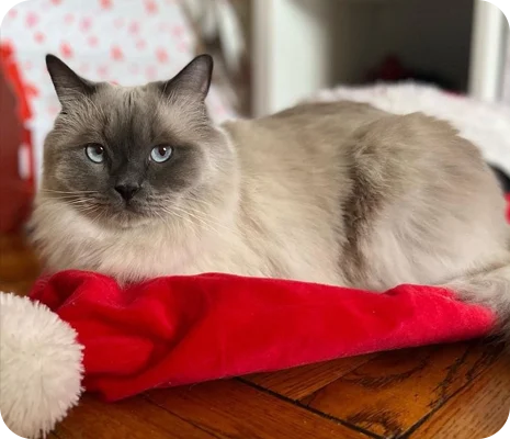 A gray cat on a red blanket