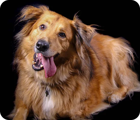 Chandler the Golden Retriever