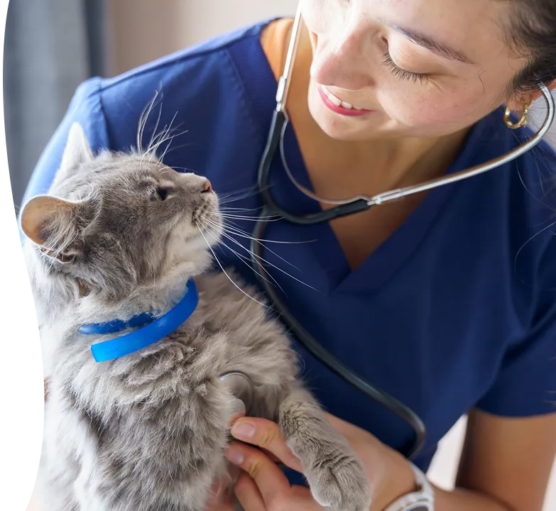A veterinarian holding a gray cat